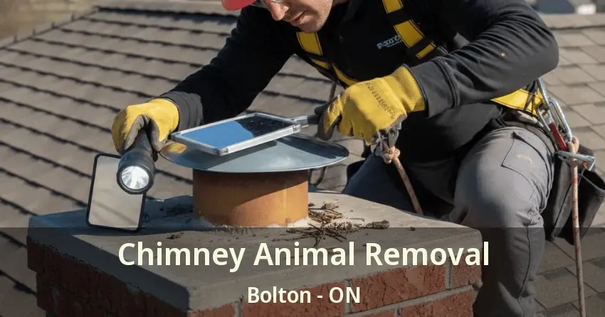 Chimney Animal Removal Bolton - ON Chimney Animal Removal Bolton - ON